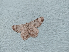Epimecis