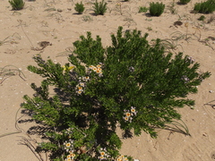 Heliotropium floridum