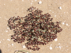 Euphorbia copiapina