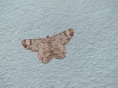 Epimecis