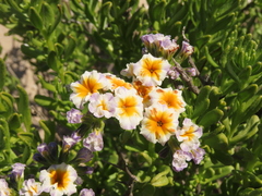 Heliotropium floridum