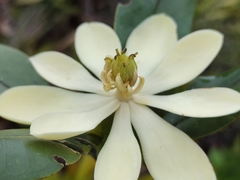 Magnolia coronata