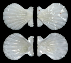Pectinidae