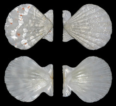 Pectinidae
