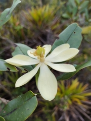 Magnolia coronata