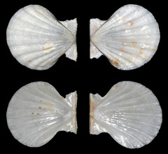 Pectinidae