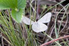 Isturgia murinaria