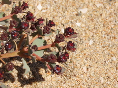 Euphorbia copiapina