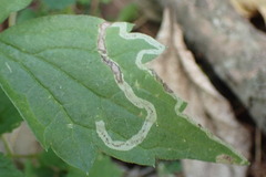 Phytomyza loewii