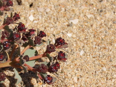 Euphorbia copiapina
