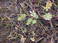 Hippuris tetraphylla
