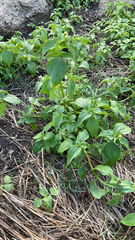 Galinsoga parviflora