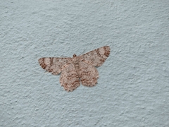 Epimecis