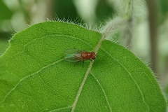 Diptera