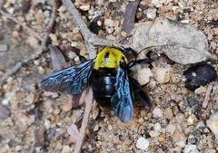 Xylocopa ruficornis