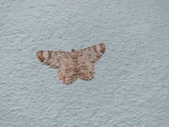 Epimecis