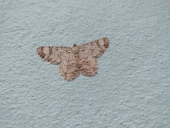 Epimecis