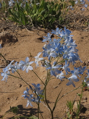 Zephyra elegans