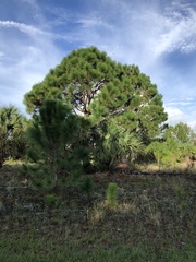 Pinus elliottii