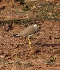 Vanellus malabaricus