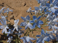 Zephyra elegans