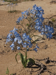 Zephyra elegans