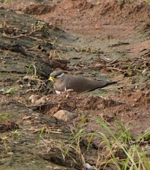 Vanellus malabaricus