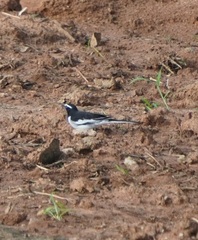 Motacilla maderaspatensis