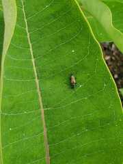 Trigonarthris subpubescens