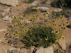 Encelia canescens
