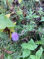 Carduus crispus
