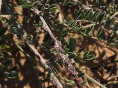 Errazurizia multifoliolata