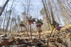 Helleborus purpurascens