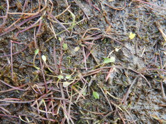 Ranunculus samojedorum