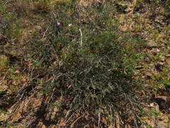 Errazurizia multifoliolata