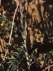 Errazurizia multifoliolata