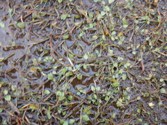 Ranunculus samojedorum