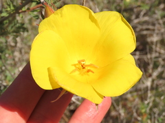 Balbisia peduncularis