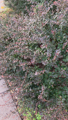 Berberis thunbergii