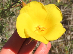 Balbisia peduncularis