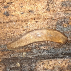 Arionoidea