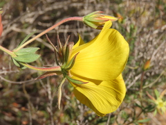 Balbisia peduncularis