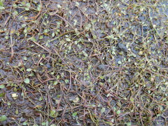 Ranunculus samojedorum