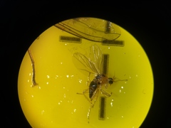 Elaphropeza ephippiata