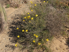 Balbisia peduncularis