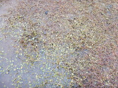 Ranunculus samojedorum