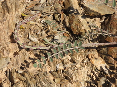 Errazurizia multifoliolata