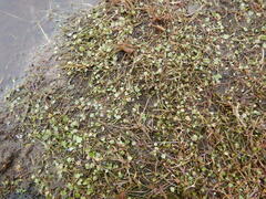 Ranunculus samojedorum