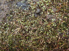 Ranunculus samojedorum