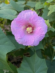 Hibiscus